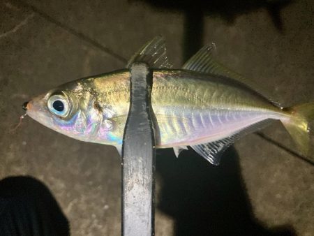 アジングイベント11