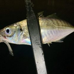 アジングイベント12