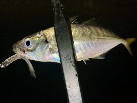 アジングイベント12