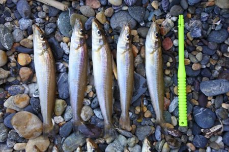 キス釣り　渋い