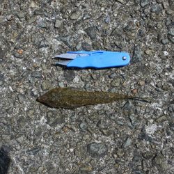 キス釣り 天候は良かったが