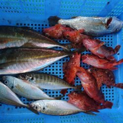 泉州丸　釣果