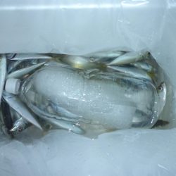 2024、5/16~17日の深夜から翌朝までのサビキ釣り