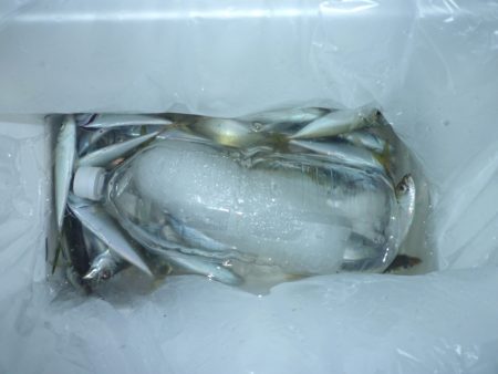 2024、5/16~17日の深夜から翌朝までのサビキ釣り