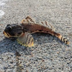 イシガレイ上がる！！噴火湾カレイがピーク！！