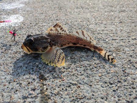 イシガレイ上がる！！噴火湾カレイがピーク！！