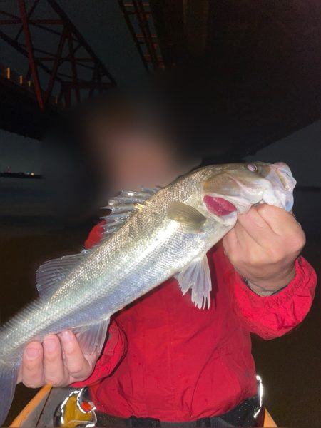 マゴチ&シーバス