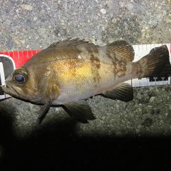 メバリングイベントだとー?