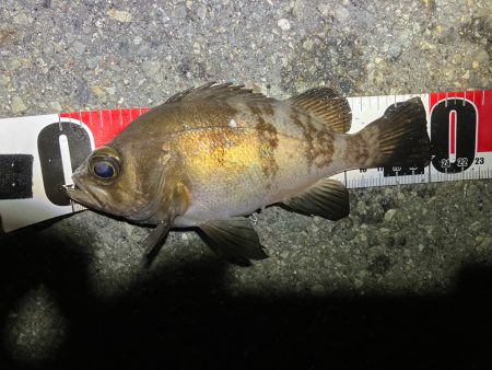 メバリングイベントだとー?