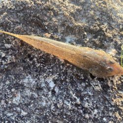 渋ギスタのちょい釣り