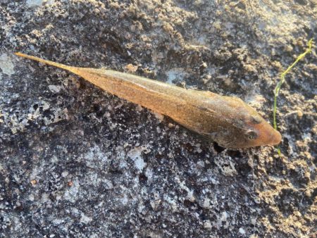 渋ギスタのちょい釣り