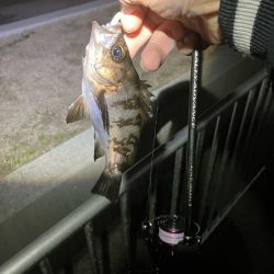 連日メバリング