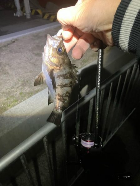 連日メバリング