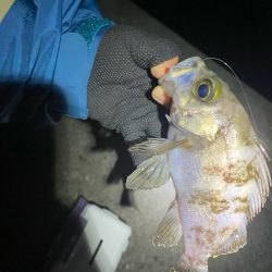 アジング開幕戦！