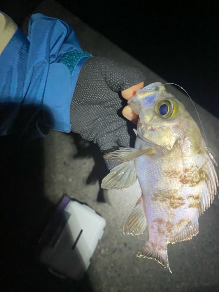 アジング開幕戦！