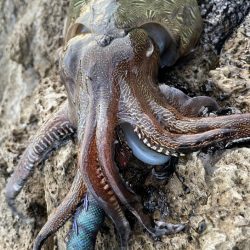 唯一のあたりで！