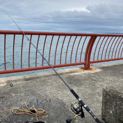 この時期でコンディション良しシーバス