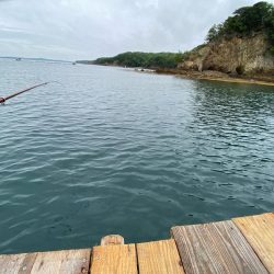 ヤエンでアオリイカ