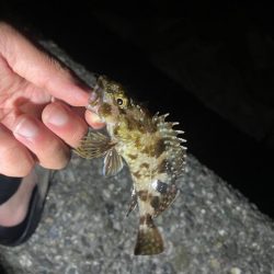 旧密林に潜む巨大蟹！