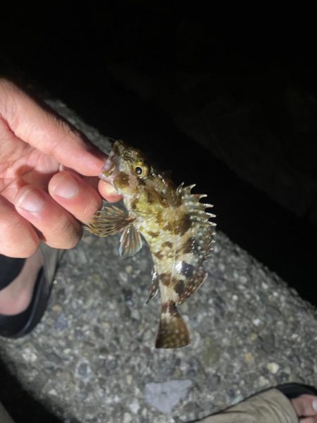 旧密林に潜む巨大蟹！