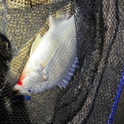 淀川ブリームゲーム