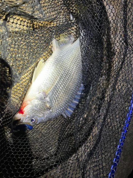 淀川ブリームゲーム