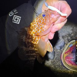 ミドル？ライトゲームでキジハタを