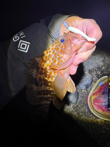 ミドル？ライトゲームでキジハタを