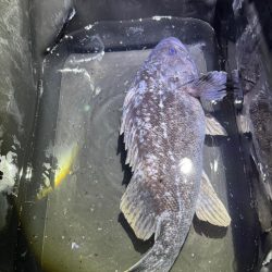 まさかの巨大クロソイ