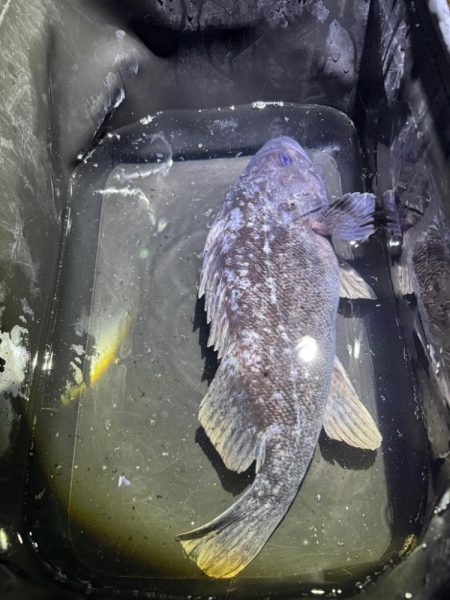 まさかの巨大クロソイ