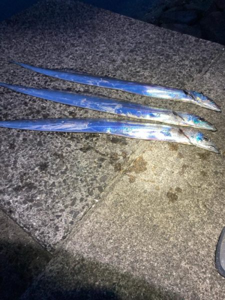 タチウオ高活性