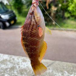 アラカブ(ガシラ③)