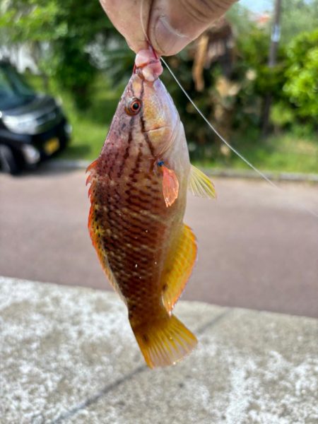 アラカブ(ガシラ③)