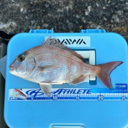 キス、アジ釣り、五目釣り