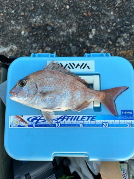 キス、アジ釣り、五目釣り