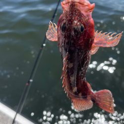 ポイントによりけり