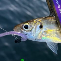 爆風でしたが・・・