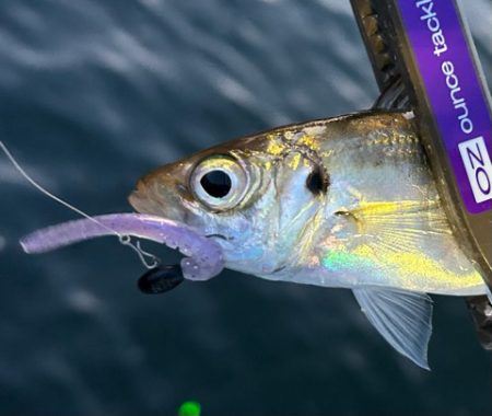 爆風でしたが・・・