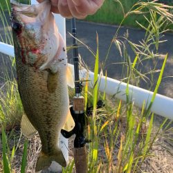 淀川ブラックバス