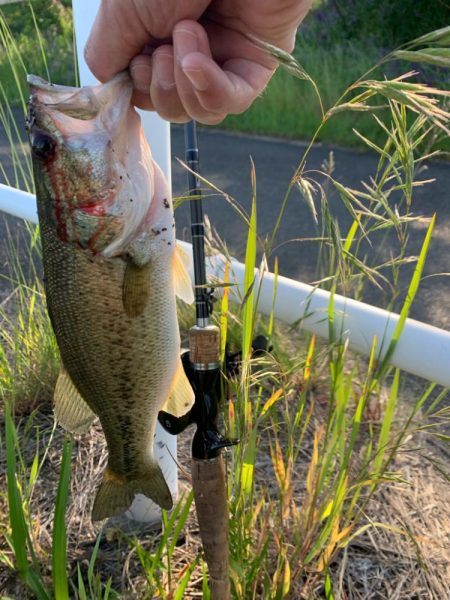 淀川ブラックバス