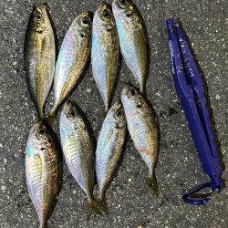 日替わりアジング