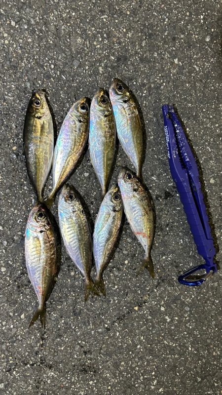 日替わりアジング