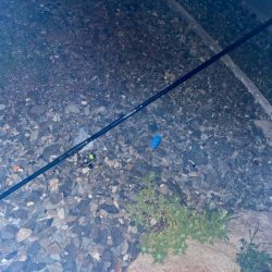 アジとメバルが交じる！