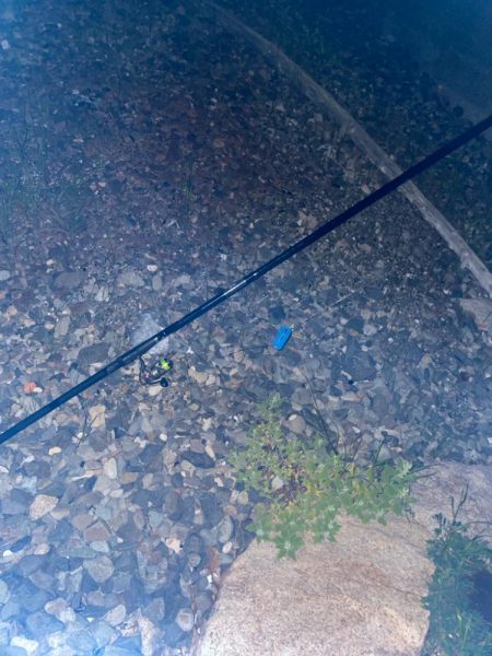 アジとメバルが交じる！