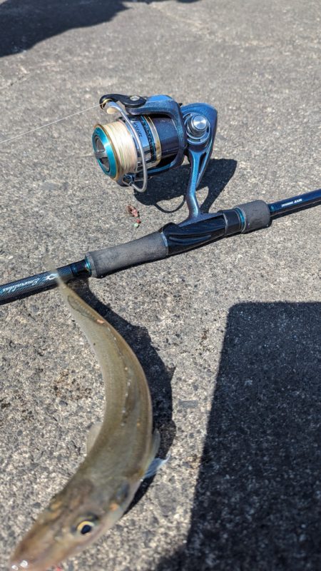 カサゴ キス釣り