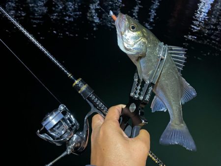 ナイト五目釣り