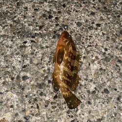 キジハタとコウイカ