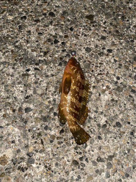 キジハタとコウイカ