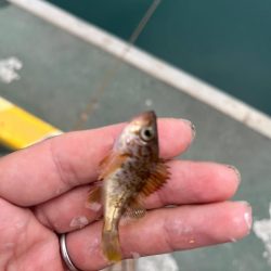 短時間お土産釣り