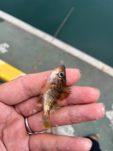 短時間お土産釣り